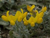 Lotus creticus 22, Saxifraga-Willem van Kruijsbergen