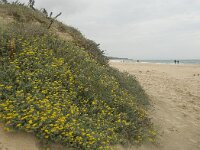 Lotus creticus 23, Saxifraga-Willem van Kruijsbergen