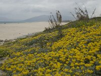 Lotus creticus 25, Saxifraga-Willem van Kruijsbergen