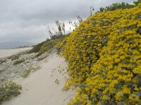 Lotus creticus 27, Saxifraga-Willem van Kruijsbergen