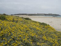 Lotus creticus 29, Saxifraga-Willem van Kruijsbergen