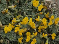 Lotus creticus 31, Saxifraga-Willem van Kruijsbergen