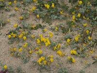 Lotus creticus 32, Saxifraga-Willem van Kruijsbergen