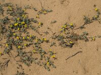 Lotus creticus 33, Saxifraga-Willem van Kruijsbergen