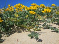 Lotus creticus 36, Saxifraga-Ed Stikvoort