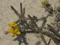 Lotus creticus 4, Saxifraga-Jan van der Straaten