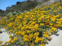 Lotus creticus 42, Saxifraga-Ed Stikvoort