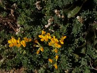 Lotus creticus 45, Saxifraga-Peter Meininger