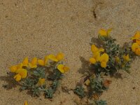 Lotus creticus 5, Saxifraga-Jan van der Straaten