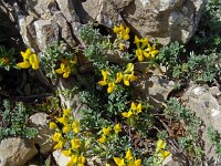 Lotus creticus 50, Saxifraga-Hans Grotenhuis