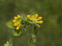 Lotus creticus 6, Saxifraga-Jan van der Straaten