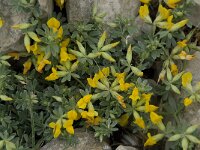 Lotus cytisoides 10, Saxifraga-Willem van Kruijsbergen