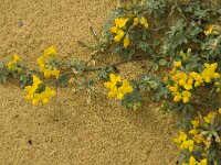 Lotus cytisoides 13, Saxifraga-Jan van der Straaten