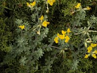 Lotus cytisoides 18, Saxifraga-Jan van der Straaten