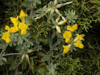 Lotus cytisoides 19, Saxifraga-Jan van der Straaten