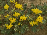 Lotus cytisoides 22, Saxifraga-Willem van Kruijsbergen