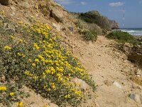 Lotus cytisoides 23, Saxifraga-Willem van Kruijsbergen
