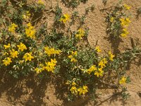 Lotus cytisoides 24, Saxifraga-Jan van der Straaten