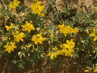 Lotus cytisoides 25, Saxifraga-Jan van der Straaten