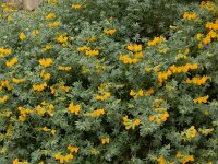 Lotus cytisoides 26, Saxifraga-Peter Meininger