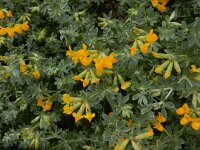 Lotus cytisoides 27, Saxifraga-Peter Meininger