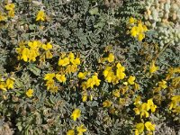 Lotus cytisoides 3, Saxifraga-Jan van der Straaten