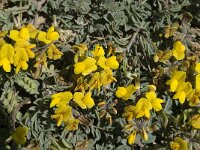 Lotus cytisoides 4, Saxifraga-Jan van der Straaten