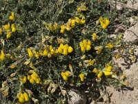 Lotus cytisoides 5, Saxifraga-Jan van der Straaten