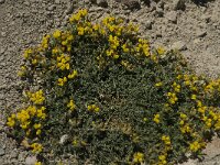 Lotus cytisoides 6, Saxifraga-Jan van der Straaten