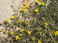 Lotus cytisoides 8, Saxifraga-Jan van der Straaten