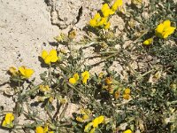 Lotus cytisoides 9, Saxifraga-Jan van der Straaten