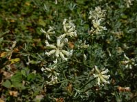 Lotus dorycnium 2, Saxifraga-Ed Stikvoort : Espinama en Potes s9900