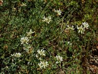 Lotus dorycnium 3, Saxifraga-Ed Stikvoort : Espinama en Potes s9900
