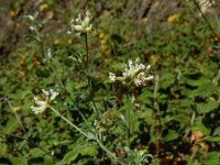 Lotus dorycnium 4, Saxifraga-Ed Stikvoort : Espinama en Potes s9900