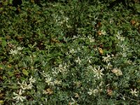 Lotus dorycnium 5, Saxifraga-Ed Stikvoort : Espinama en Potes s9900