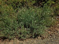 Lotus dorycnium 6, Saxifraga-Ed Stikvoort : Espinama en Potes s9900