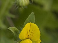 Lotus edulis 2, Saxifraga-Willem van Kruijsbergen