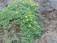 Lotus holosericeus 2, Saxifraga-Rutger Barendse