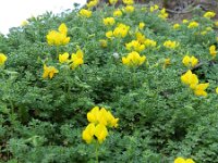 Lotus holosericeus 3, Saxifraga-Rutger Barendse