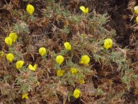 Lotus lancerottensis 10, Saxifraga-Hans Grotenhuis