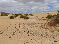 Lotus lancerottensis 13, Saxifraga-Hans Grotenhuis