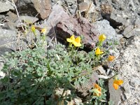 Lotus lancerottensis 2, Saxifraga-Rutger Barendse