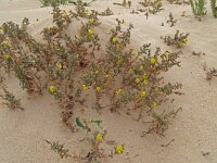 Lotus lancerottensis 3, Saxifraga-Hans Grotenhuis