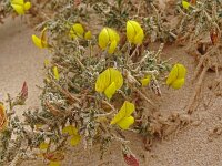 Lotus lancerottensis 4, Saxifraga-Hans Grotenhuis