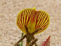 Lotus lancerottensis 5, Saxifraga-Hans Grotenhuis