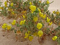 Lotus lancerottensis 7, Saxifraga-Hans Grotenhuis