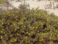 Lotus lancerottensis 9, Saxifraga-Hans Grotenhuis