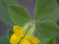 Lotus ornithopodioides