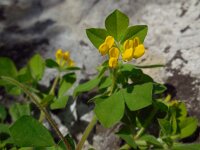 Lotus ornithopodioides 12, Saxifraga-Ed Stikvoort