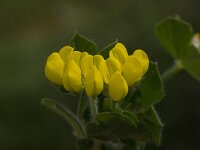 Lotus ornithopodioides 2, Saxifraga-Willem van Kruijsbergen